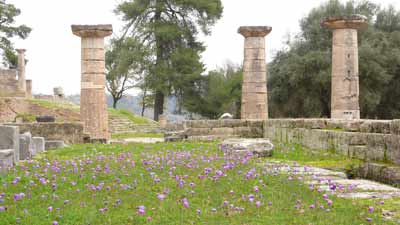 Anemonen im antiken Olympia