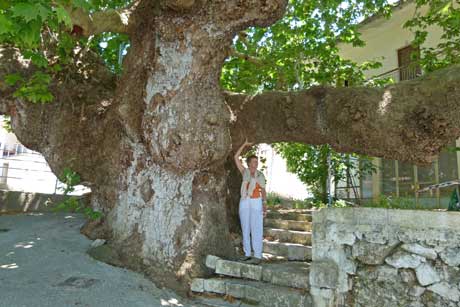 Platane Agios Floros