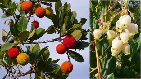 erdbeerbaum