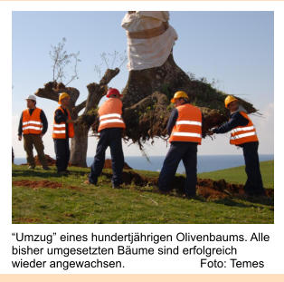“Umzug” eines hundertjährigen Olivenbaums. Alle bisher umgesetzten Bäume sind erfolgreich wieder angewachsen.                       Foto: Temes