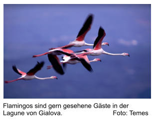Flamingos sind gern gesehene Gäste in der Lagune von Gialova.                            Foto: Temes