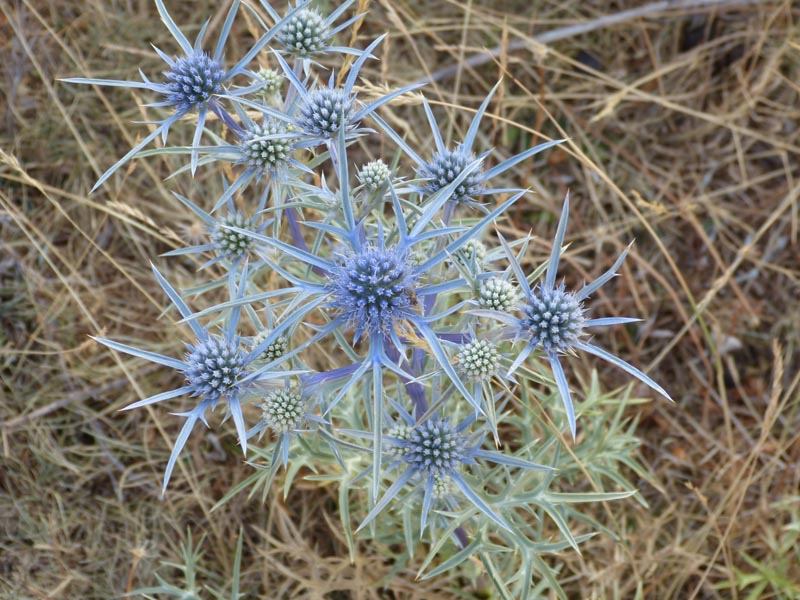 Aghios Ilias Parnon 014